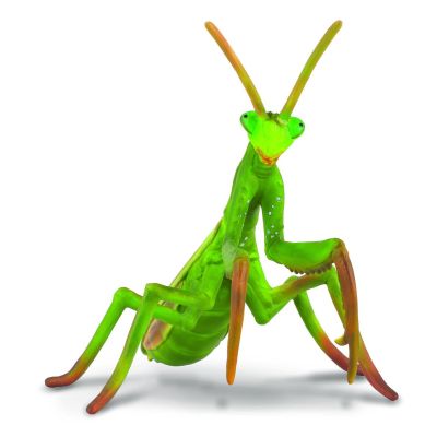 Calugarita - collecta - okecol88351l