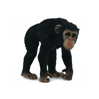 Cimpanzeu femela - collecta - okecol88493m