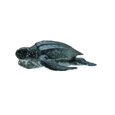 Figurina broasca testoasa de mare m collecta - okecol88680m