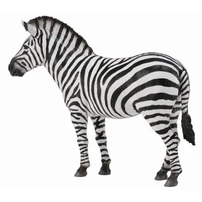 Zebra - collecta - okecol88830l