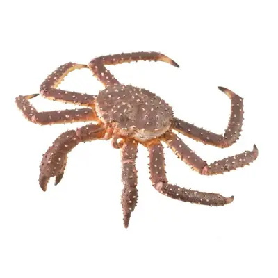 Figurina crab regal pictata manual xl collecta - okecol88851xl