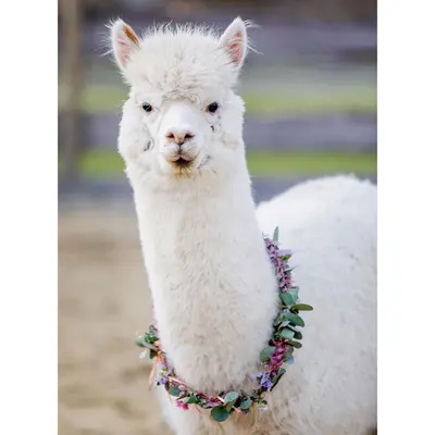 Puzzle Alpaca, 200 Piese ARTRVSPA13270