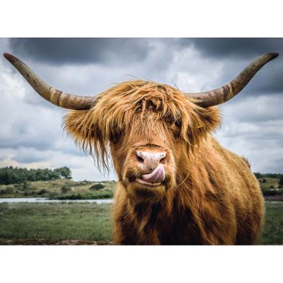 Puzzle Bovina, 300 Piese ARTRVSPA13273