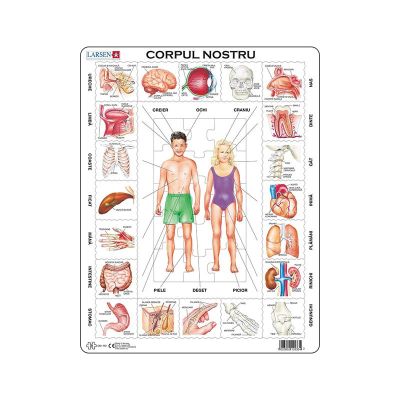 Puzzle maxi Corpul nostru, orientare tip portret, 35 de piese, Larsen, romana KDGLS-OB1-RO