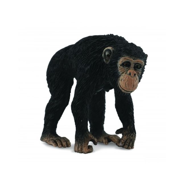 Cimpanzeu femela - collecta col88493m