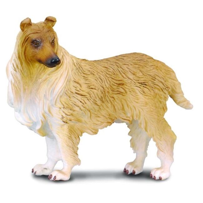 Collie cu par sarmos l collecta col88191l