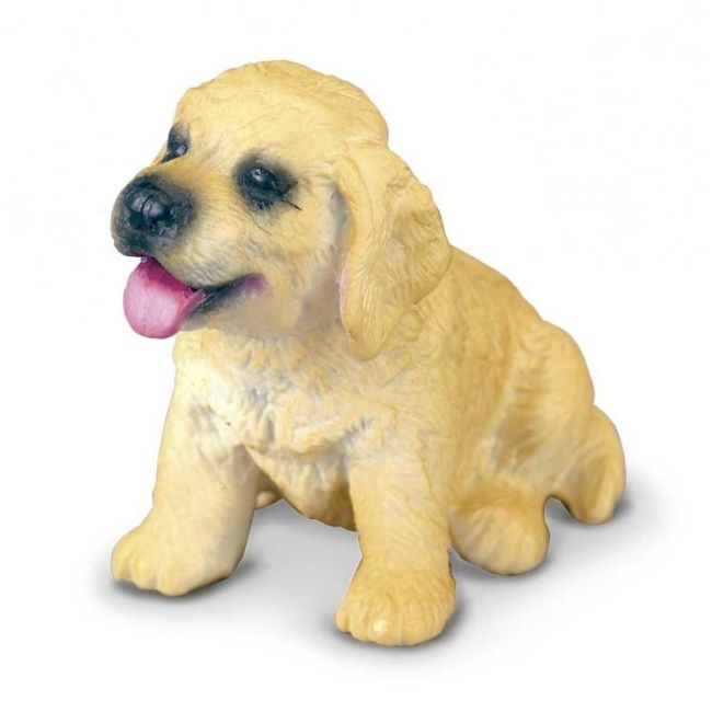 Golden retriever pui s collecta col88117s