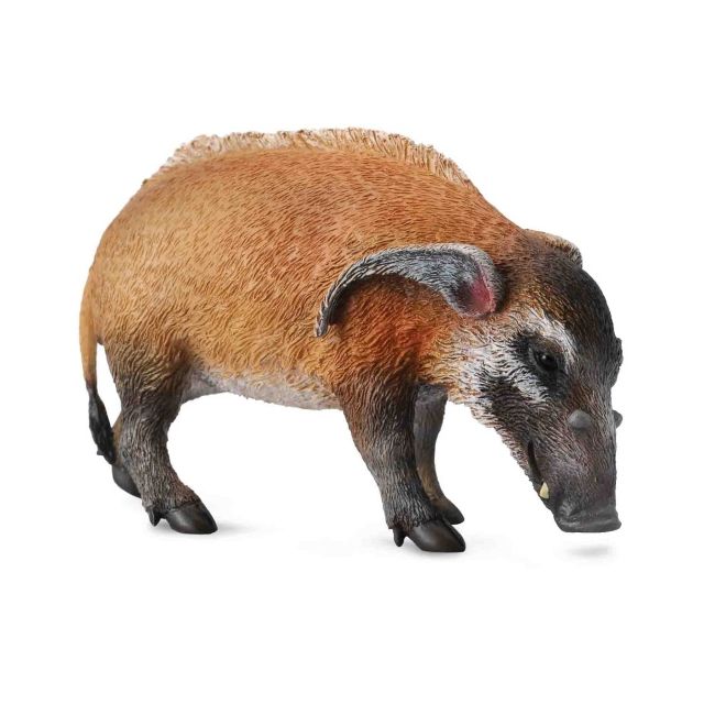 Porc rosu collecta col88554l