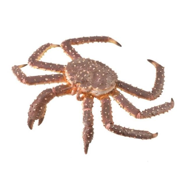 Figurina crab regal pictata manual xl collecta col88851xl