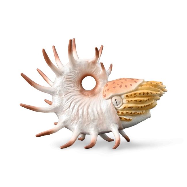 Figurina pictata manual cooperoceras col88946xl