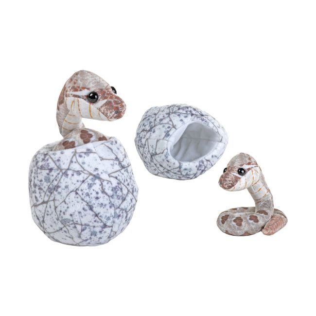 Sarpe iesit din ou hatchling wr29756