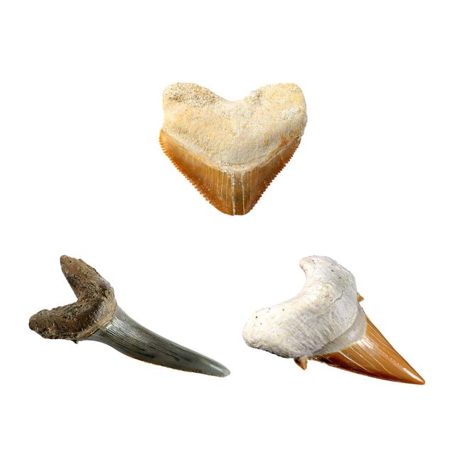 National Geographic - Kit Creativ Sa Cautam Dinti De Rechini ARTNG29660