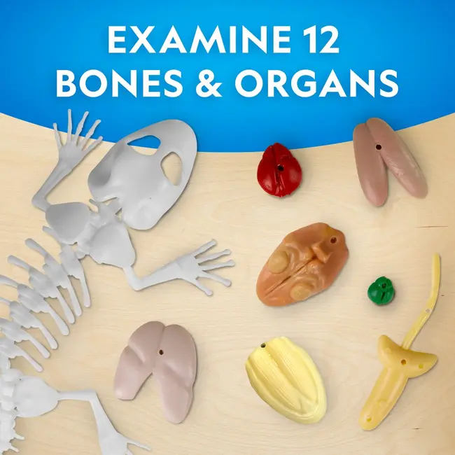 National Geographic - Kit creativ laborator de disectie soparla ARTNG23036