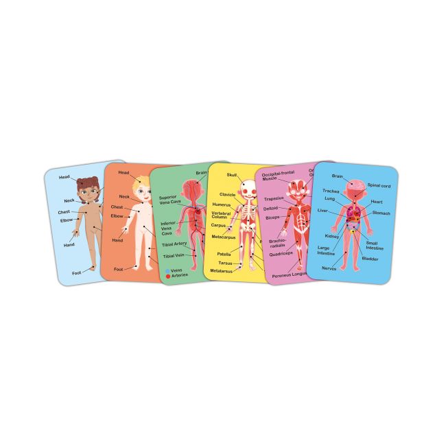 Puzzle magnetic corpul uman (68 piese)