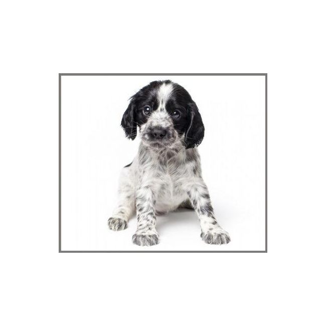 Proiector tip lanterna - animalute dragalase