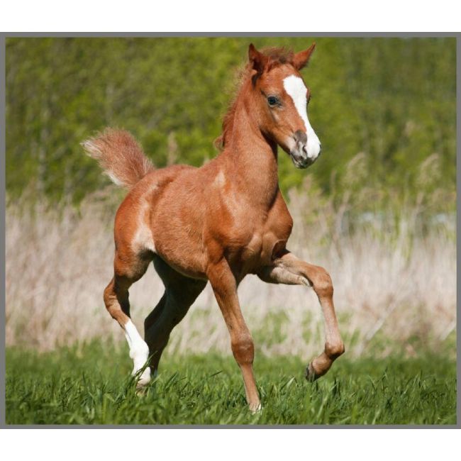Proiector tip lanterna - animalute dragalase