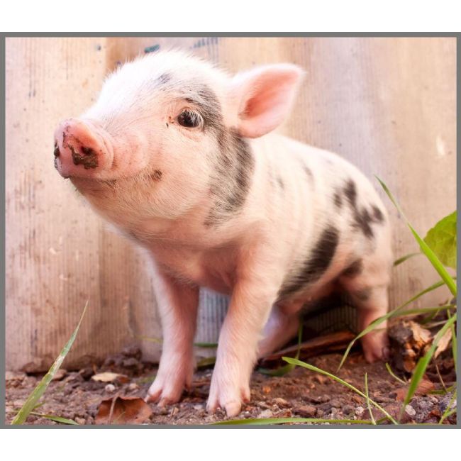 Proiector tip lanterna - animalute dragalase