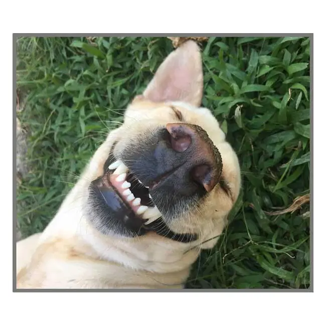 Proiector tip lanterna - distractie cu animalute