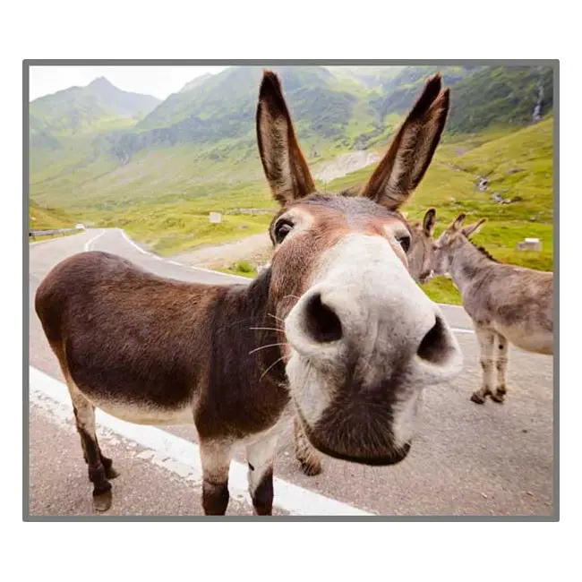 Proiector tip lanterna - distractie cu animalute