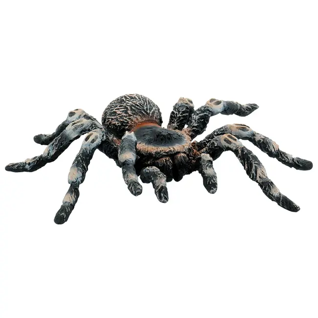 Tarantula white knee bl4007176684573