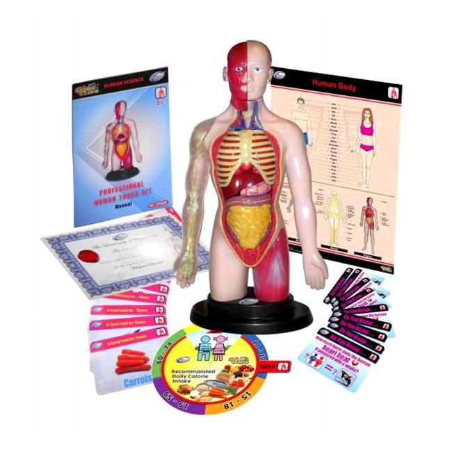 Kit educational mulaj corpul uman si sistemul digestiv - okeml99113