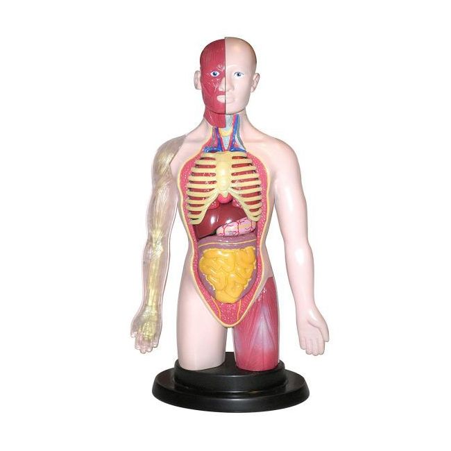 Kit educational mulaj corpul uman si sistemul digestiv - okeml99113