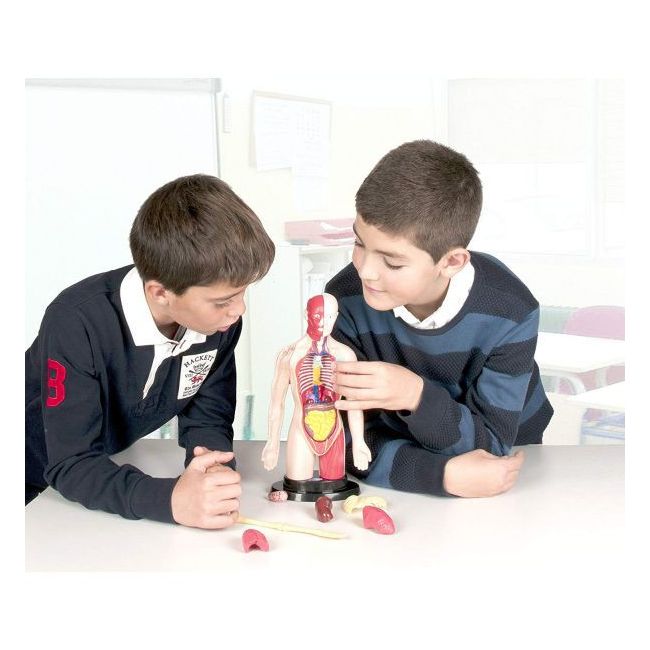 Kit educational mulaj corpul uman si sistemul digestiv - okeml99113