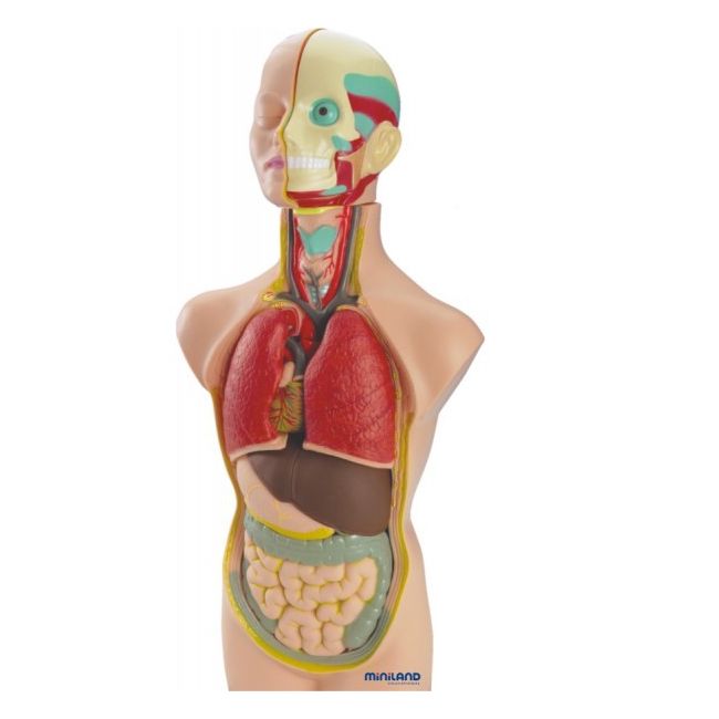 Set anatomia umana 50 cm - okeml99020
