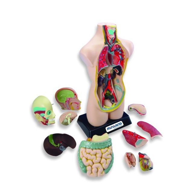 Set anatomia umana 50 cm - okeml99020