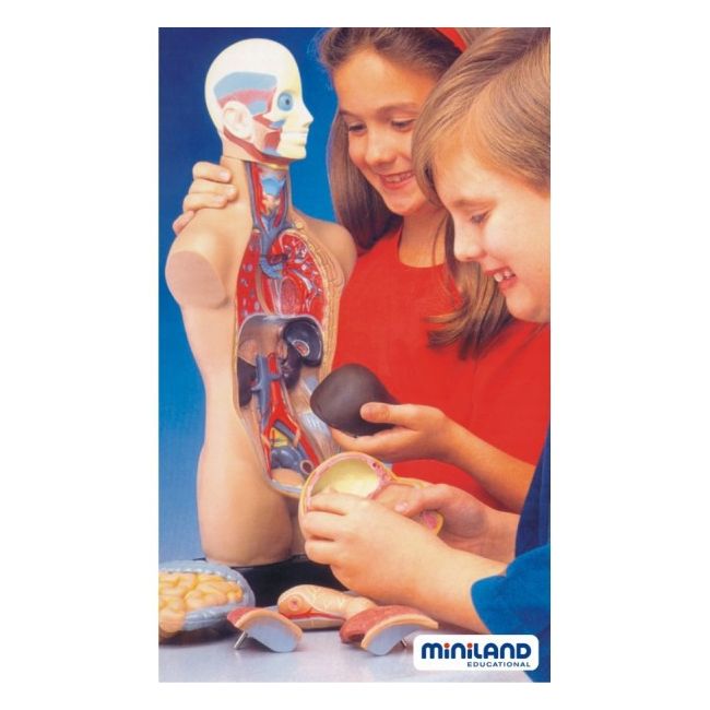 Set anatomia umana 50 cm - okeml99020