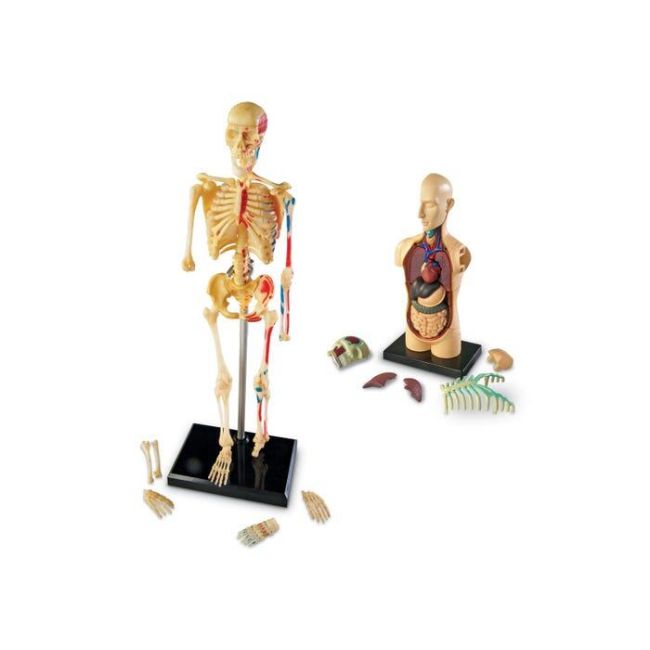 Set machete - anatomie