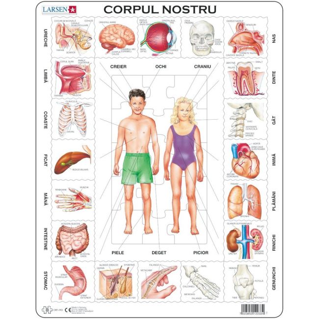 Puzzle Corpul Nostru, 35 Piese Larsen LROB1-RO BBJLROB1-RO_Initiala