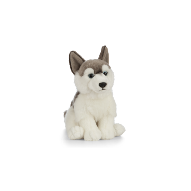 Catelus de plus husky