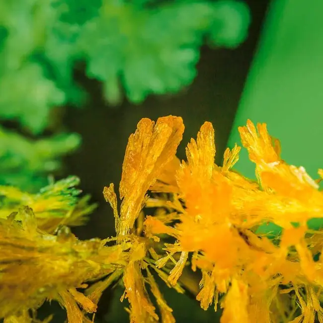 Set experimente - gradina magica