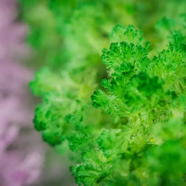 Set experimente - gradina magica