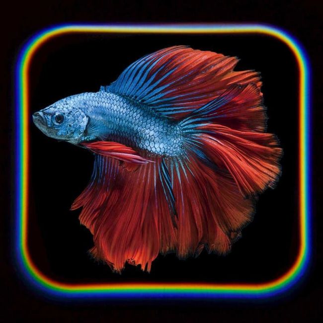 Proiector tip lanterna - oceanul