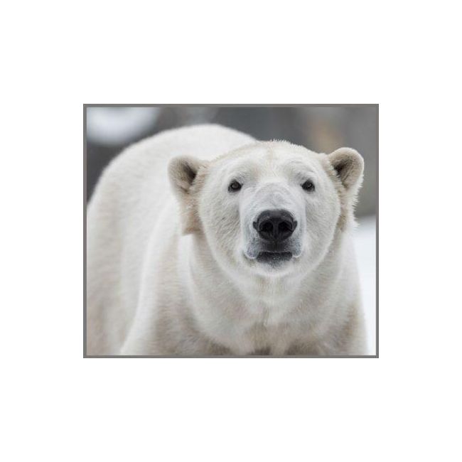 Proiector tip lanterna - animale periculoase
