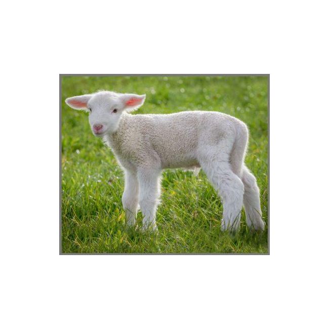 Proiector tip lanterna - animalute simpatice