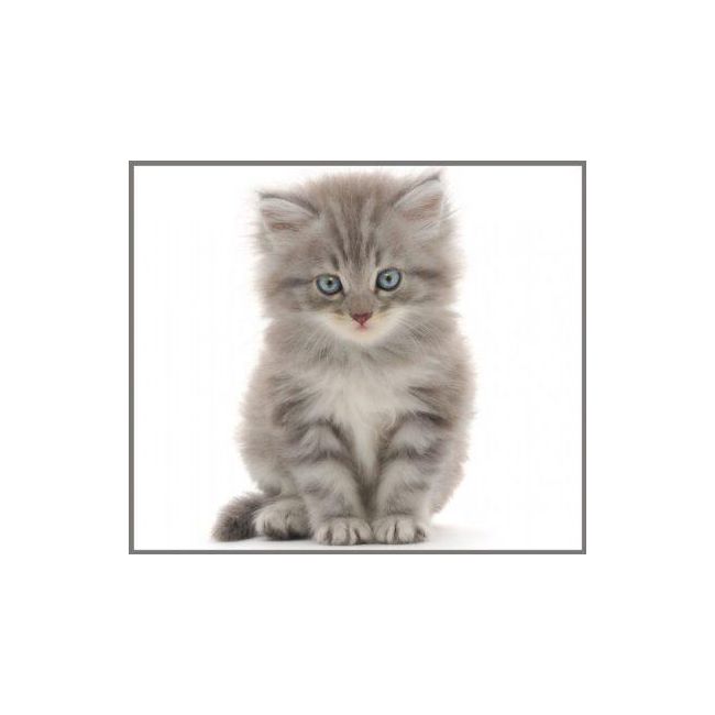 Proiector tip lanterna - animalute simpatice