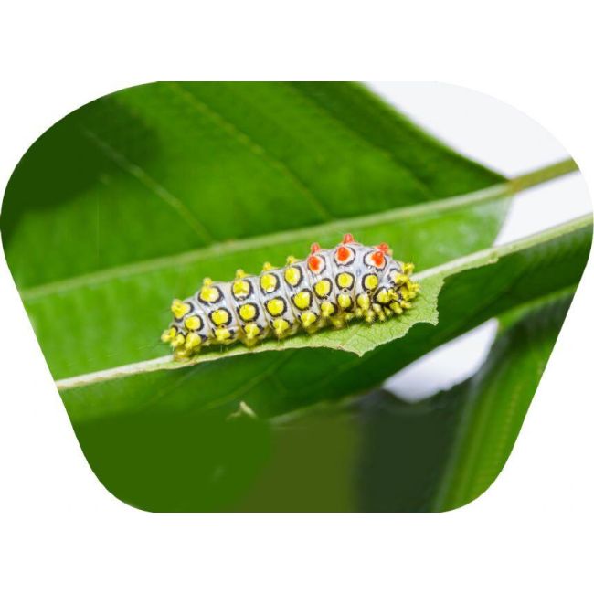 Proiector tip lanterna - insecte