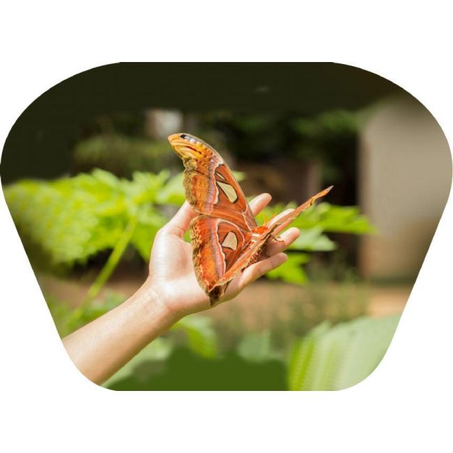 Proiector tip lanterna - insecte