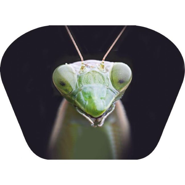 Proiector tip lanterna - insecte