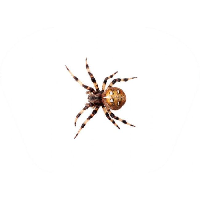 Proiector tip lanterna - insecte