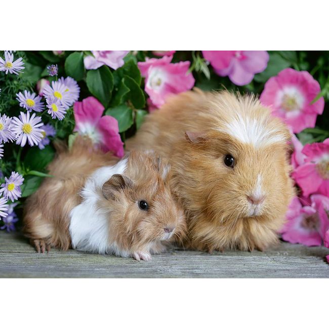 PUZZLE PORCUSOR DE GUINEA SI IEPURAS, 2x12 PIESE - ARTRVSPC05144