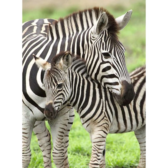 PUZZLE ZEBRE, 300 PIESE - ARTRVSPC12948