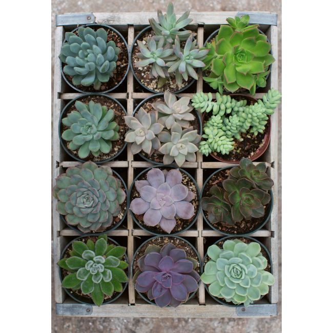 PUZZLE PLANTE SUCULENTE, 300 PIESE - ARTRVSPA12967