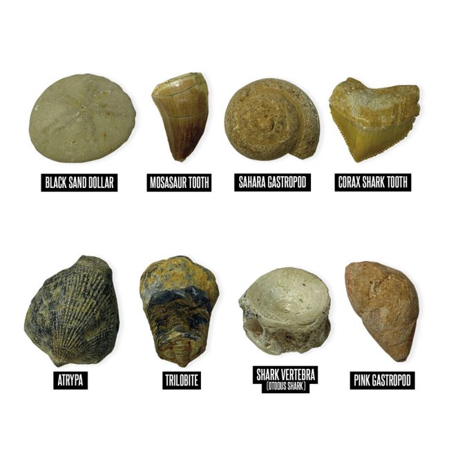 Geosafari - kit excavare fosile