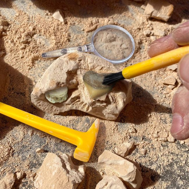 Geosafari - kit excavare fosile