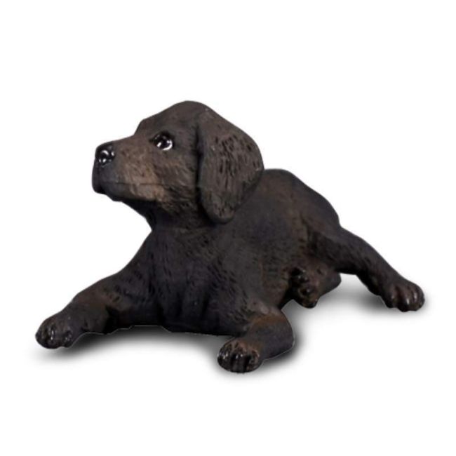 Labrador retriever pui s collecta  - okecol88077s