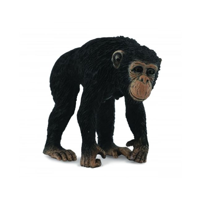 Cimpanzeu femela - collecta - okecol88493m